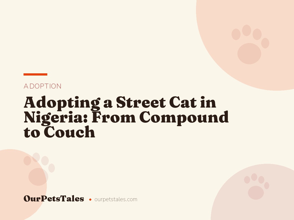 Adopting a Street Cat in Nigeria: From Compound to Couch