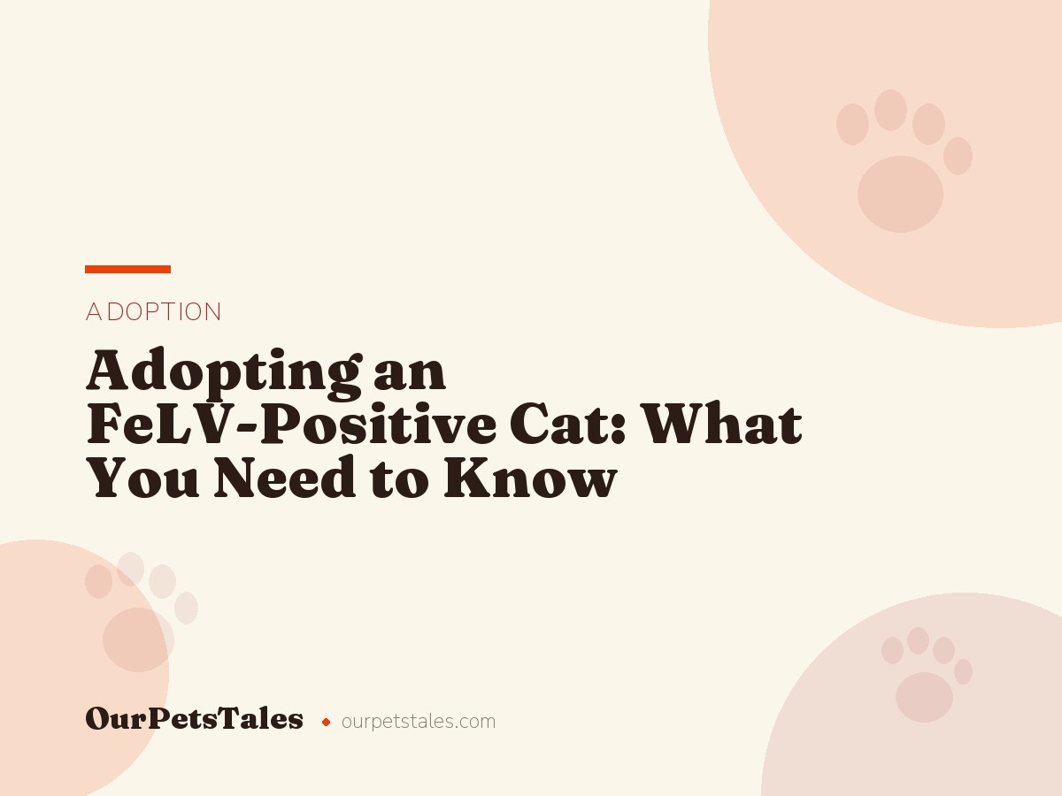 Adopting an FeLV-Positive Cat: What You Need to Know
