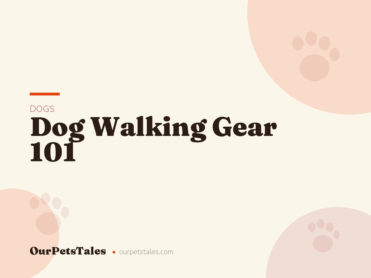 Dog Walking Gear 101: Collars, Harnesses, and Leashes Compared