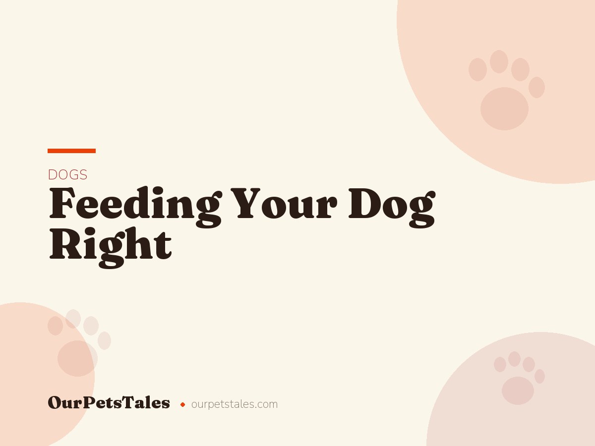 Feeding Your Dog Right: Portions, Schedules, and What to Avoid