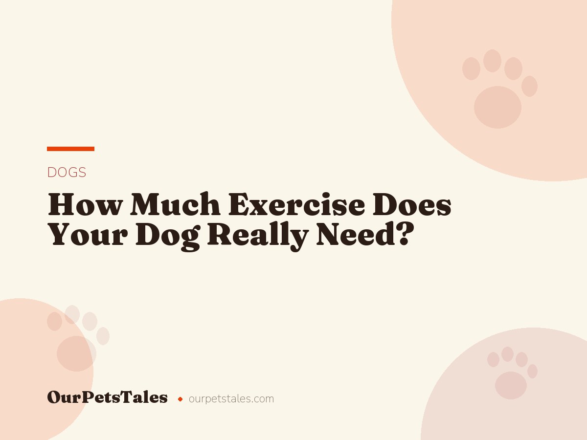 How Much Exercise Does Your Dog Really Need?
