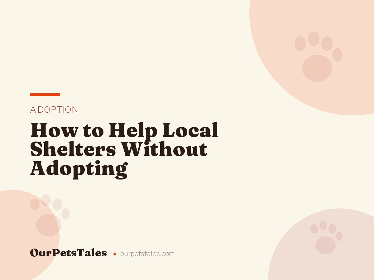 How to Help Local Shelters Without Adopting