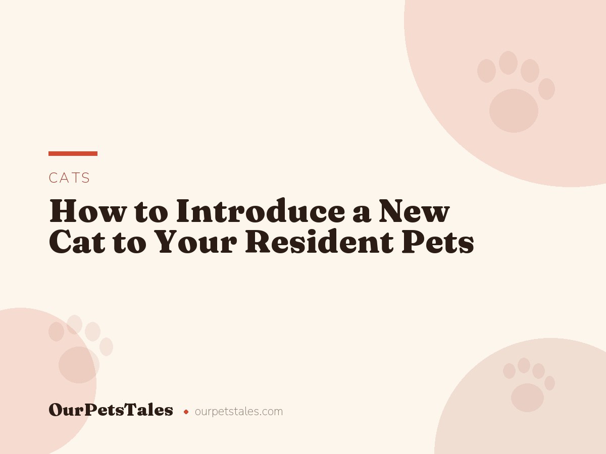 How to Introduce a New Cat to Your Resident Pets