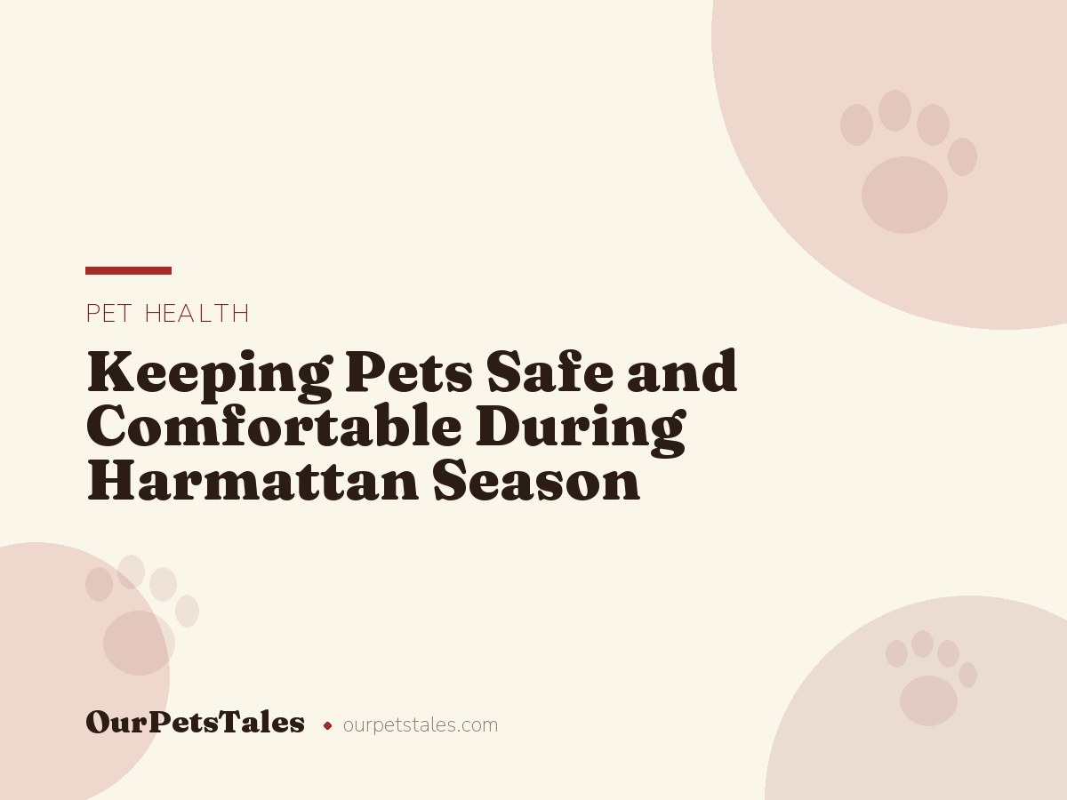 Keeping Pets Safe and Comfortable During Harmattan Season