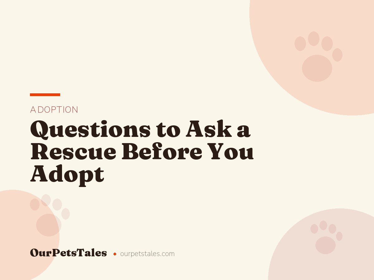 Questions to Ask a Rescue Before You Adopt