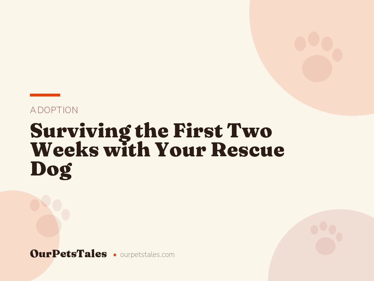 Surviving the First Two Weeks with Your Rescue Dog