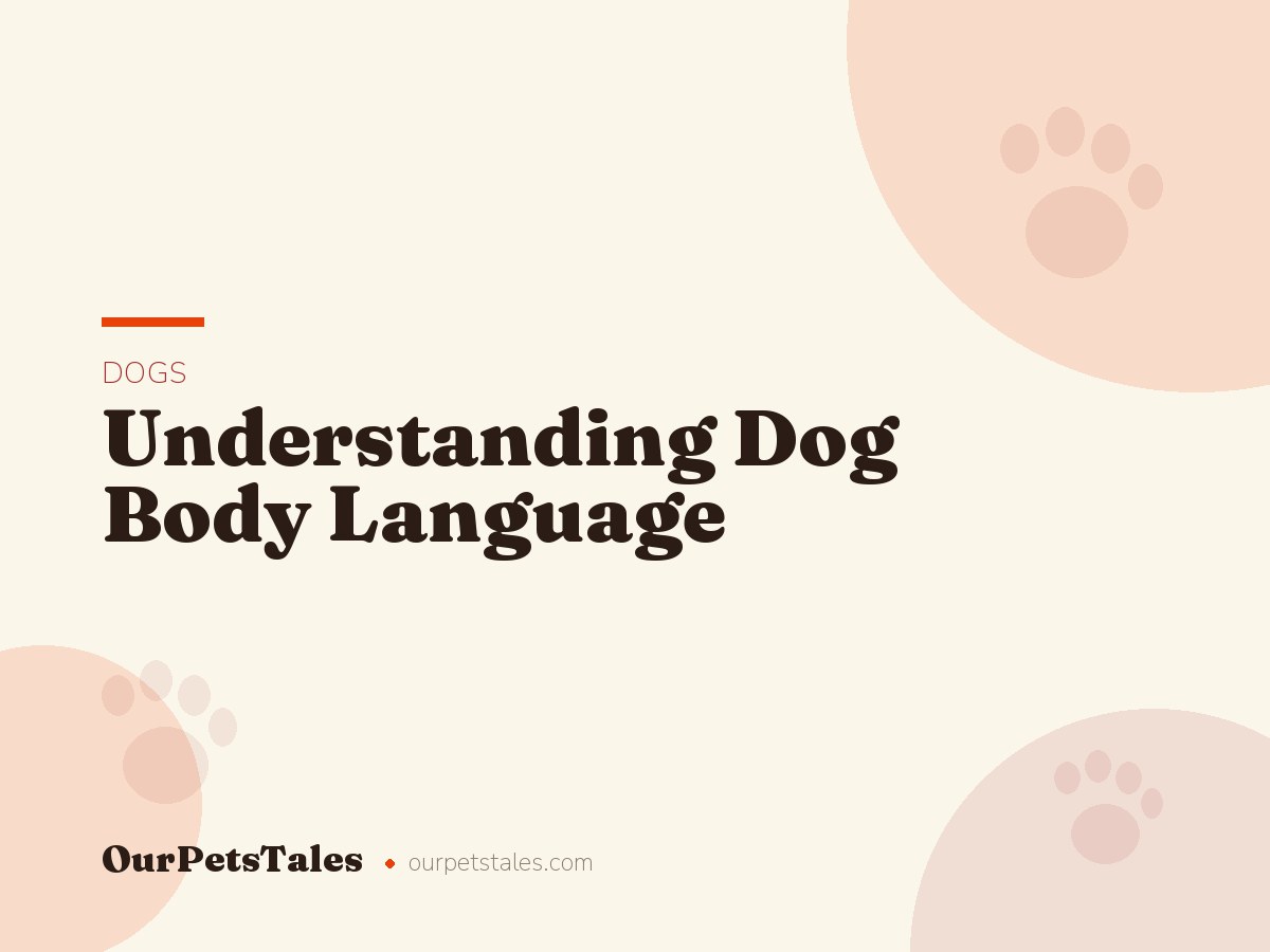 Understanding Dog Body Language: Signals Every Owner Should Know