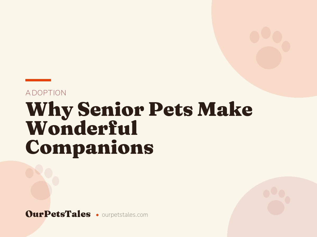 Why Senior Pets Make Wonderful Companions