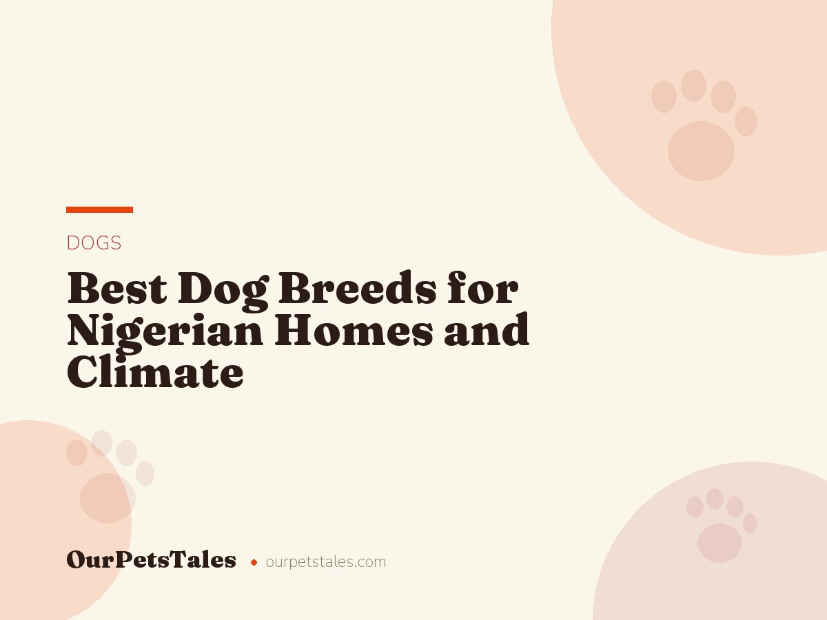 Best Dog Breeds for Nigerian Homes and Climate