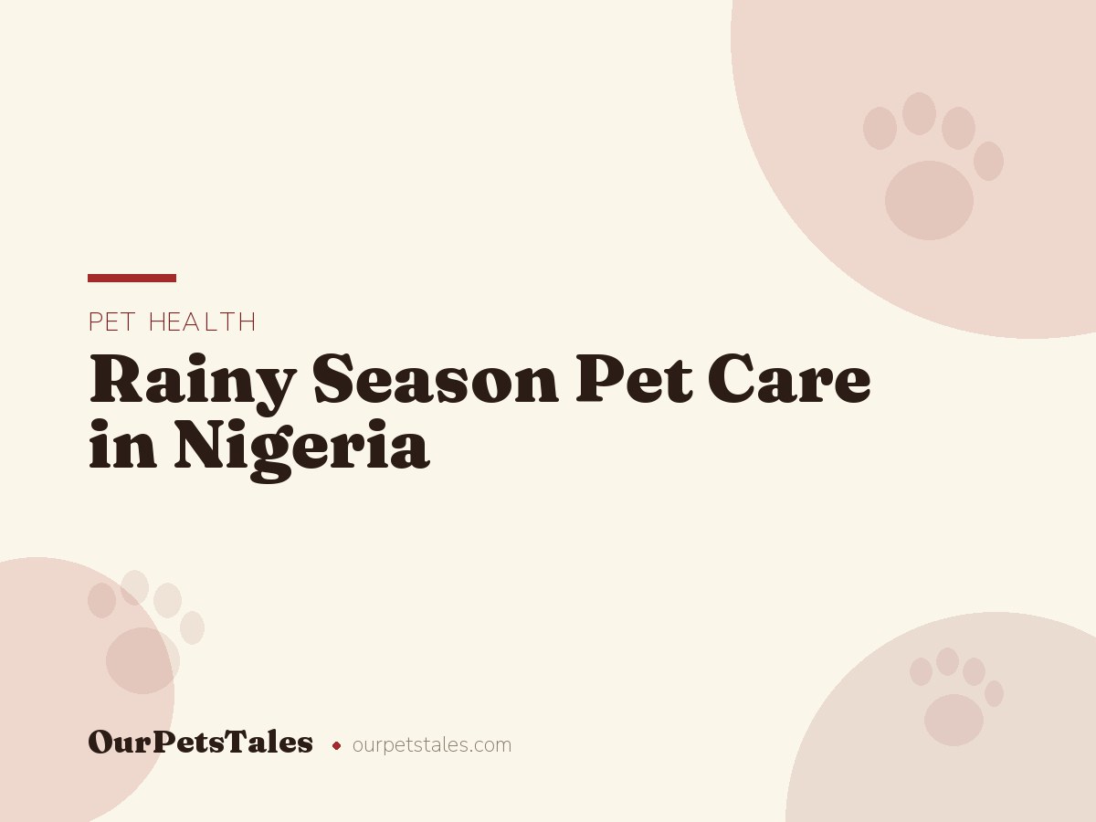 Rainy Season Pet Care in Nigeria: Mud, Mosquitoes, and Mould
